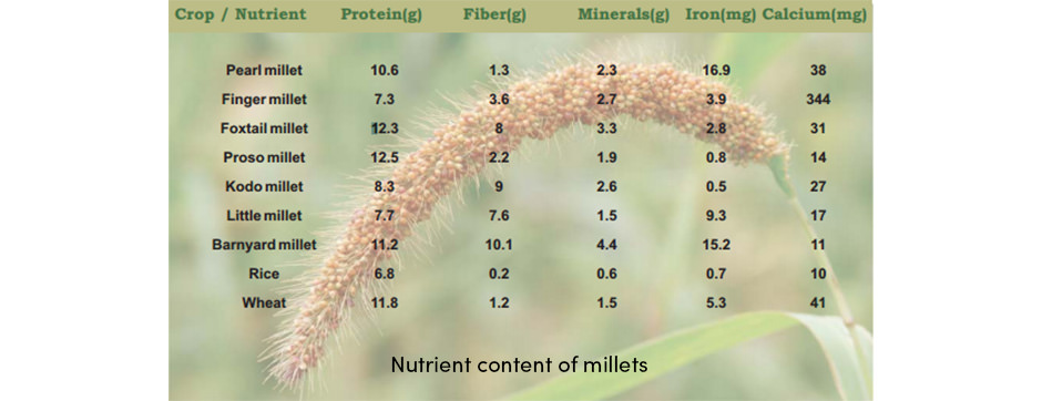 Kê – Cứu cánh cho nạn đói thế giới