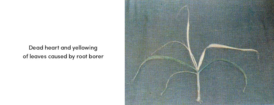 Top 3 loài sâu hại mía có tầm quan trọng kinh tế