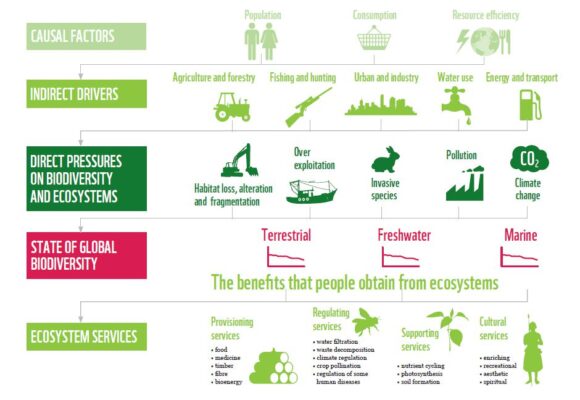 Mất đa dạng sinh học
