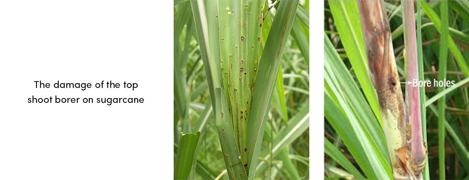 Top 3 loài sâu hại mía có tầm quan trọng kinh tế
