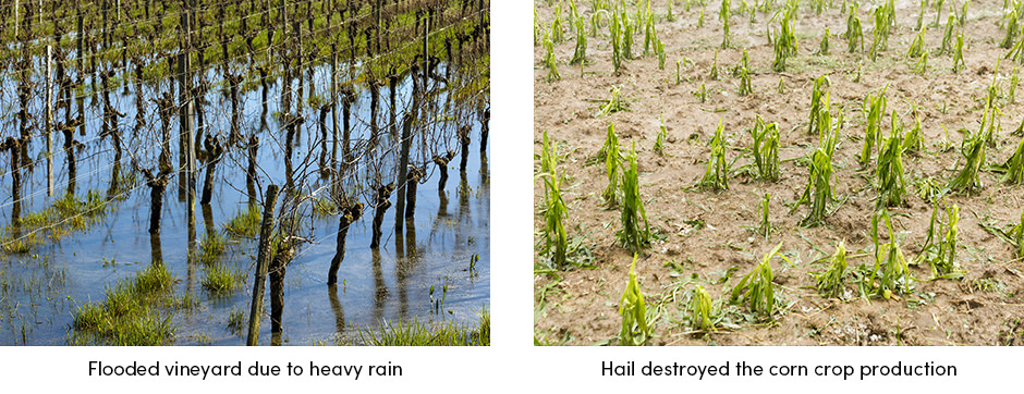 Giải pháp chìa khóa trao tay cho nông nghiệp kỹ thuật số