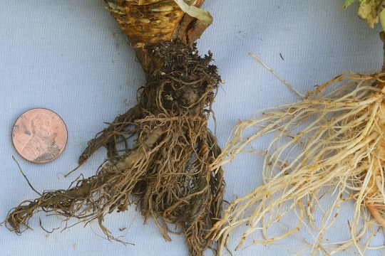 Quản lý bệnh Pythium