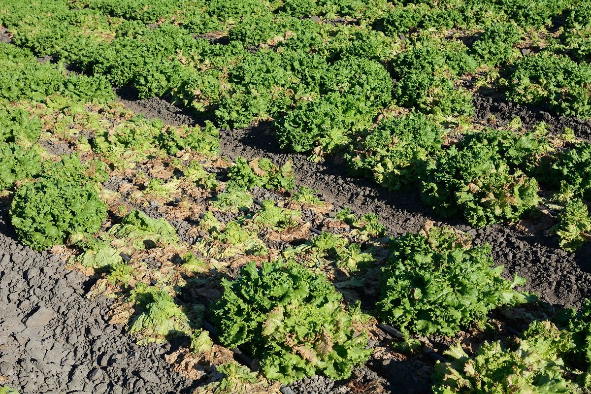 Quản lý bệnh Pythium