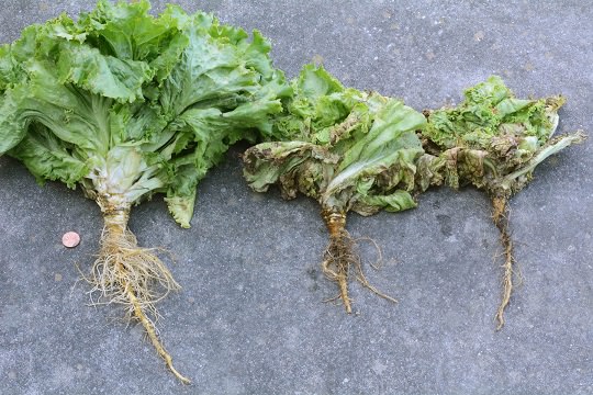 Quản lý bệnh Pythium