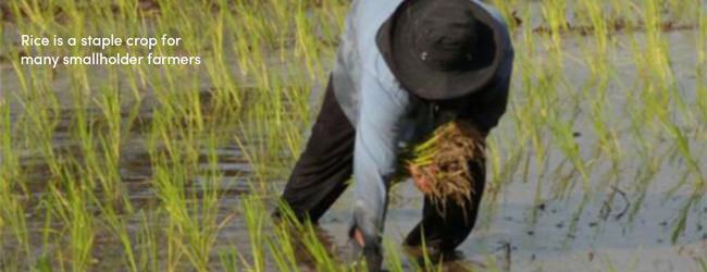 Thực hành trang trại bền vững cho canh tác lúa