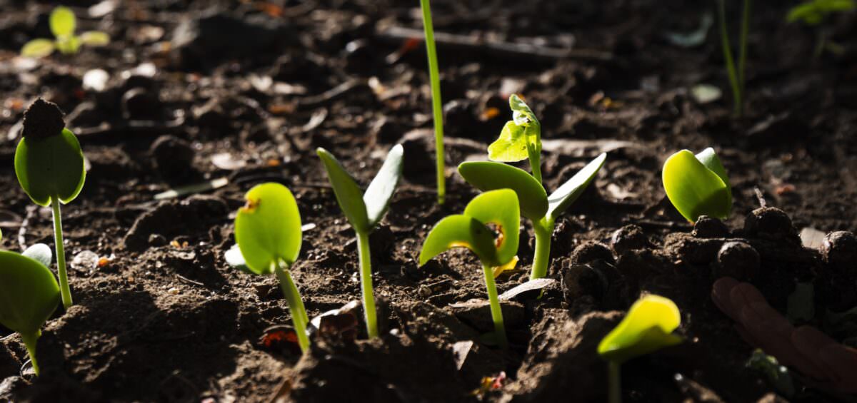 Quản lý canh tác không làm đất – Trồng mà không cần cày