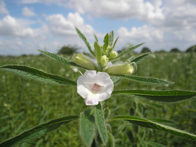 Lợi ích canh tác mè