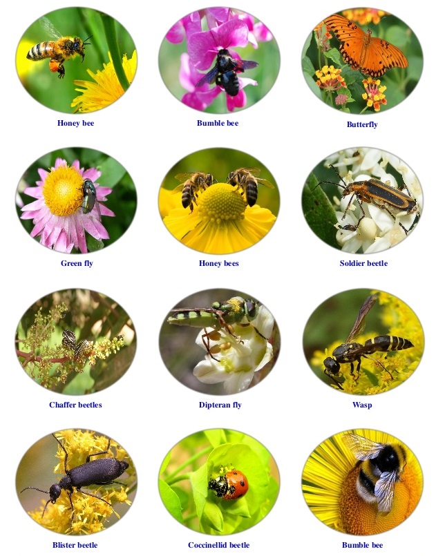 Nhiều nông dân quản lý để giúp thụ phấn. Hãy là một trong số họ!