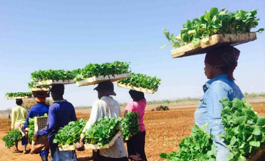 Thuốc lá nhiên liệu phản lực thay thế thuốc lá hút thuốc trong trang trại?