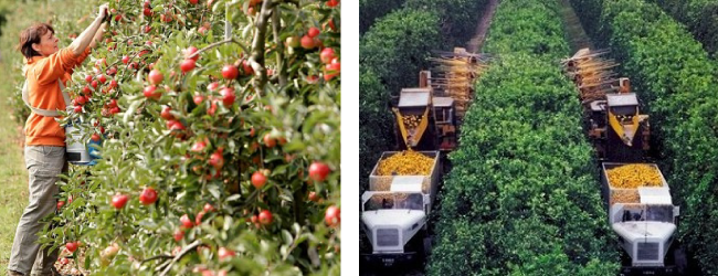 Thực hành trang trại để bảo quản chất lượng trái cây sau khi thu hoạch