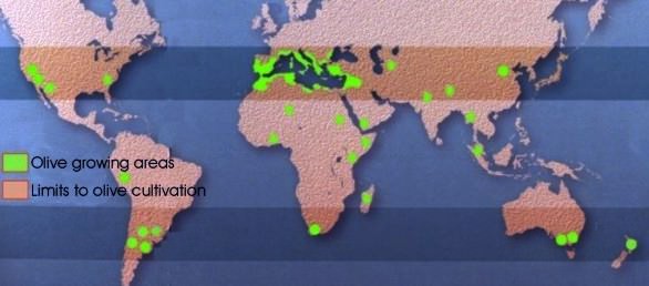 Cây Ôliu – Cây Sự Sống