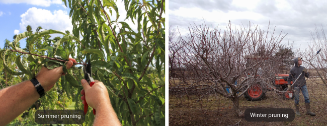 Cắt tỉa cho năng suất cao hơn