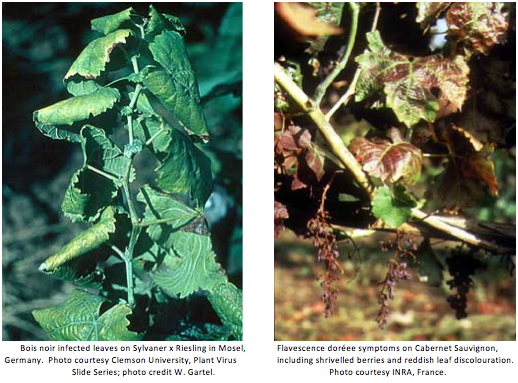 Phytoplasmas Infest Vườn nho từ Châu Âu đến Châu Mỹ