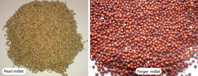 Kê – Loại ngũ cốc cổ xưa bị lãng quên chịu trách nhiệm cho xã hội như chúng ta biết