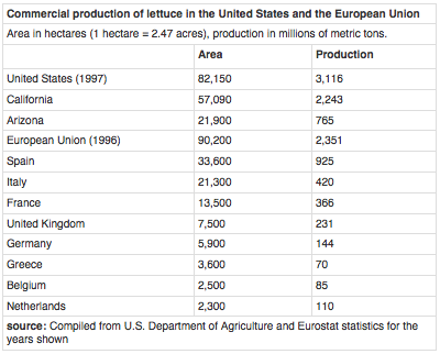 Xà lách – cô bé lọ lem cỏ dại