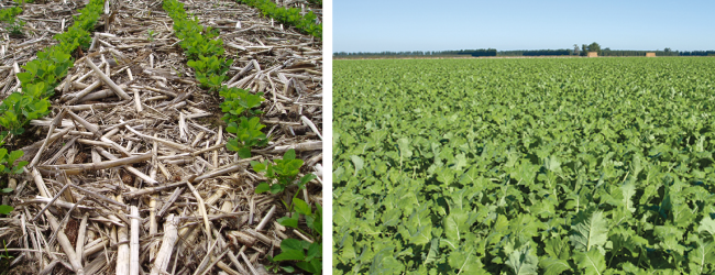 Nông dân- Người quản lý đất đai