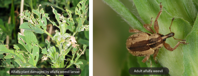 Quản Lý Dịch Hại Cỏ Linh Lăng Bằng Hệ Thống Quản Lý Trang Trại AGRIVI