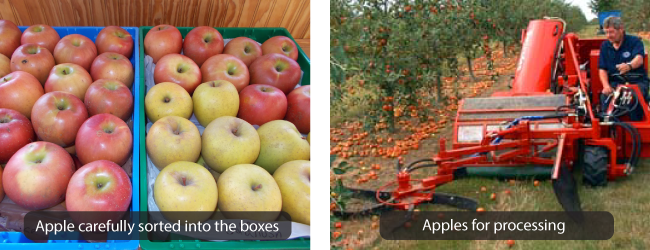 Bí quyết thu hoạch táo thành công