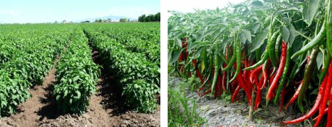 Tác nhân gây bệnh ớt chính đe dọa sản xuất ớt