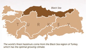 Dịch bệnh do gió phá hủy vườn cây phỉ