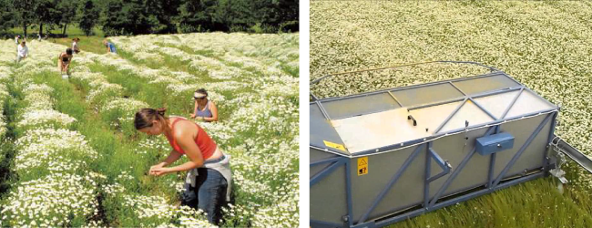 Tăng sản lượng hoa cúc với các biện pháp quản lý trang trại phù hợp