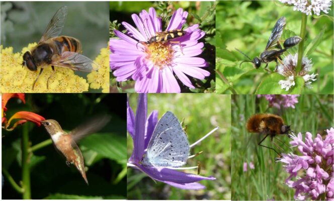 Thụ phấn duy trì sản xuất cây trồng