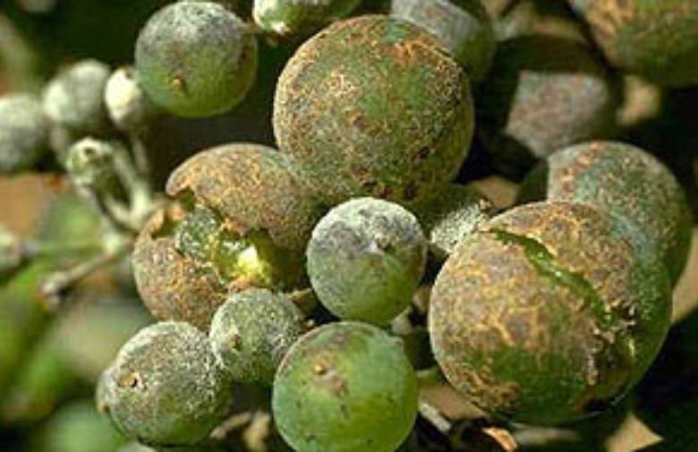 Vườn nho miễn phí Botrytis?