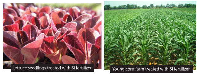 Lợi ích của Silicon đối với sự phát triển của cây trồng