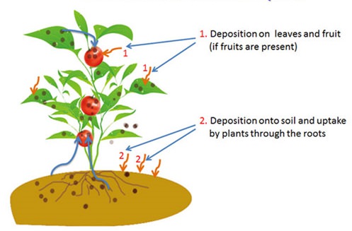 Làm thế nào để loại bỏ các đồng vị phóng xạ khỏi đất để làm cho nó có năng suất trở lại?