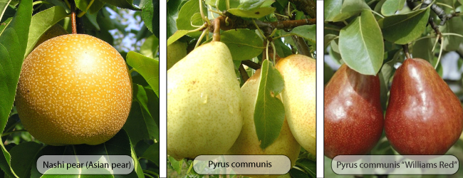 Quản lý lê Psylla với hệ thống AGRIVI