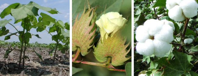 Trồng bông trong hợp tác xã