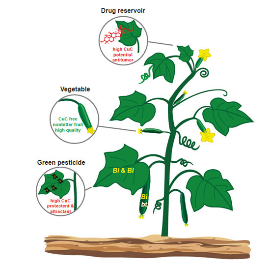 Quản lý vị đắng của dưa chuột với các biện pháp canh tác thích hợp