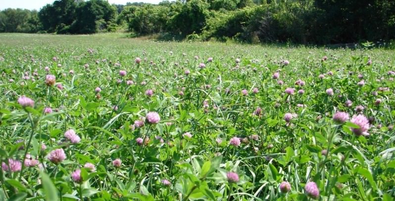 Giữ cho cánh đồng của bạn ở trạng thái tốt – Gieo hỗn hợp cỏ ba lá