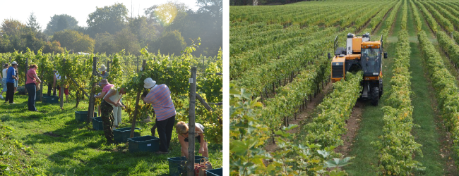 Ngăn ngừa Mất mùa với Quản lý Thu hoạch Hợp lý