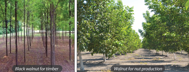 Trồng cây óc chó để kiếm lợi nhuận