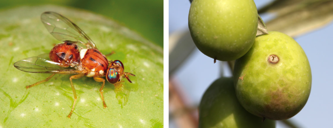 Quản lý Ruồi đục quả Olive bằng các biện pháp bảo vệ sau đây