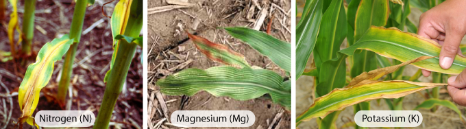 Giảm sử dụng phân bón với độ pH đất tối ưu