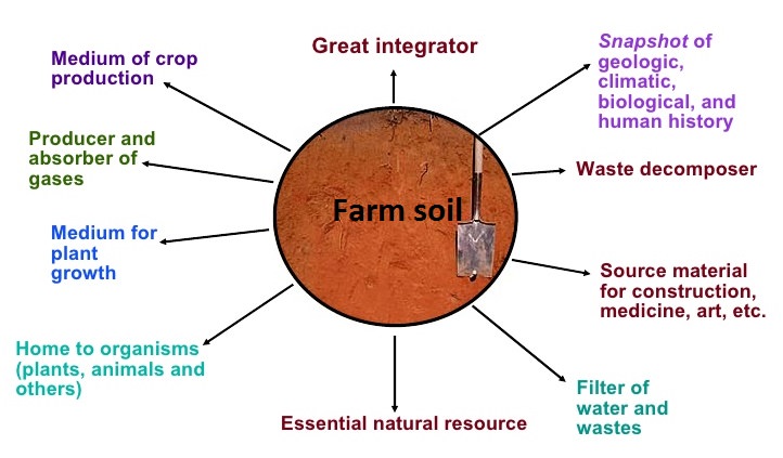 Đất khỏe tạo điều kiện canh tác bền vững