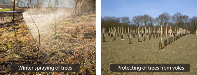 Các hoạt động trong vườn cây ăn quả mà mọi nông dân nên làm trước mùa đông