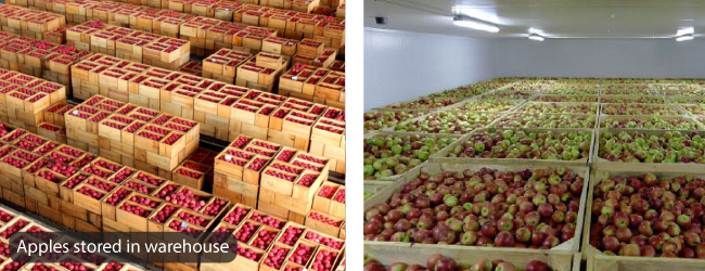 Bí quyết thu hoạch táo thành công