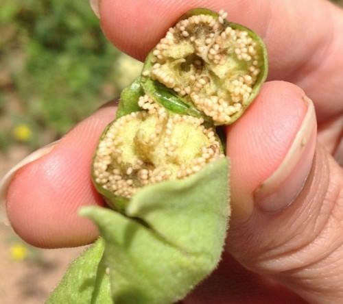 Thuốc lá nhiên liệu phản lực thay thế thuốc lá hút thuốc trong trang trại?