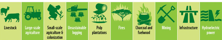 Tăng sản xuất lương thực là có thể mà không phá rừng