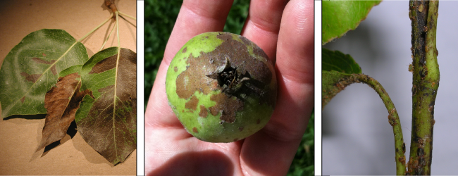 Quản lý lê Psylla với hệ thống AGRIVI