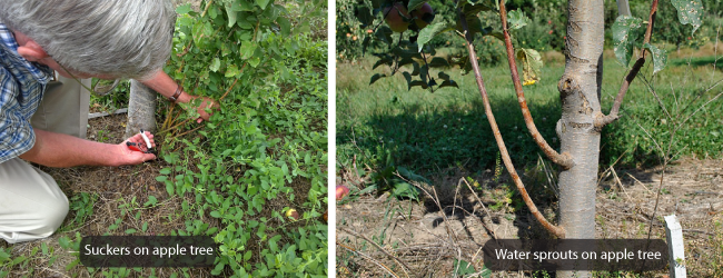 Cắt tỉa cho năng suất cao hơn