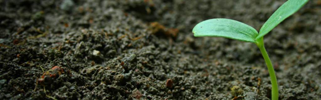 Quản lý đất cho sản xuất cây trồng