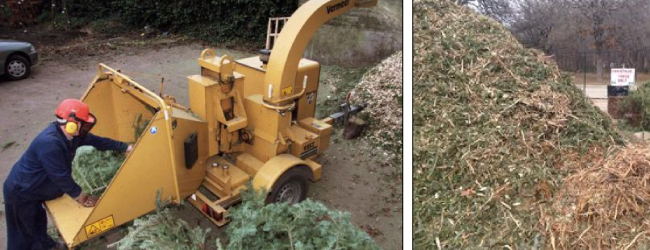 Làm gì với cây Giáng sinh sau ngày lễ? Tái chế chúng!