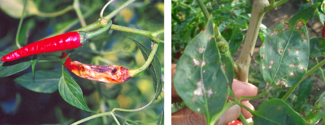 Tác nhân gây bệnh ớt chính đe dọa sản xuất ớt