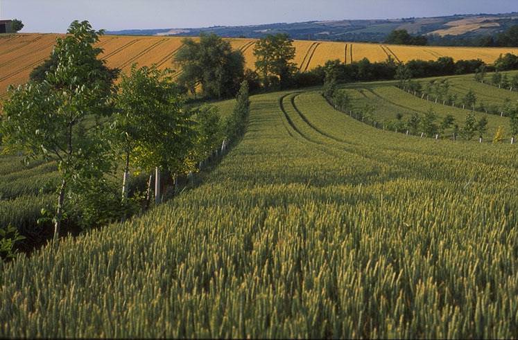 Trồng cây óc chó để kiếm lợi nhuận