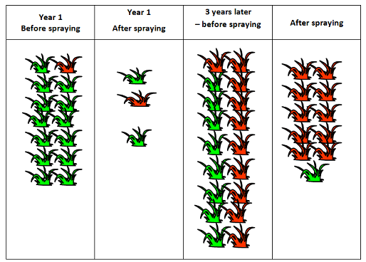 Cuộc chiến lâu dài của nông dân và cỏ dại kháng thuốc diệt cỏ