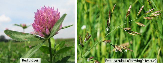 Giữ cho cánh đồng của bạn ở trạng thái tốt – Gieo hỗn hợp cỏ ba lá